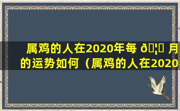 属鸡的人在2020年每 🦅 月的运势如何（属鸡的人在2020年每月的运势如何看）